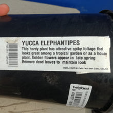 Load image into Gallery viewer, YUCCA ELEPHANTIPES 6.0L
