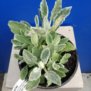 STACHYS BYZANTINA 2.0L