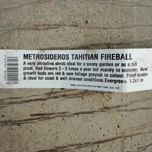 Load image into Gallery viewer, METROSIDEROS COLLINA TAHITIAN FIREBALL 2.5L
