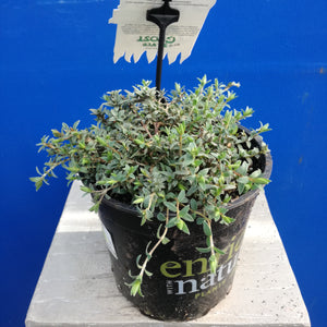 PIMELEA SILVER GHOST 2.5L