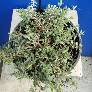 PIMELEA SILVER GHOST 2.5L