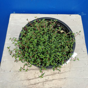 THYMUS RUBY CARPET 1.0L