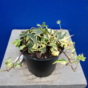 HEDERA VARIEGATA