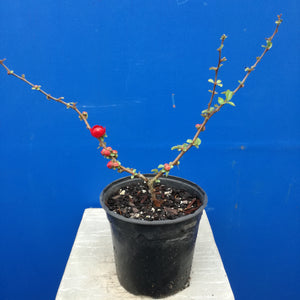 CHAENOMELES DOUBLE TAKE SCARLET STORM 2.5L