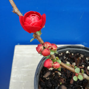 CHAENOMELES DOUBLE TAKE SCARLET STORM 2.5L