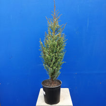 Load image into Gallery viewer, JUNIPERUS COMMUNIS COMPRESSA 2.5L
