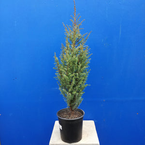 JUNIPERUS COMMUNIS COMPRESSA 2.5L