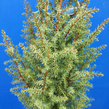 Load image into Gallery viewer, JUNIPERUS COMMUNIS COMPRESSA 2.5L
