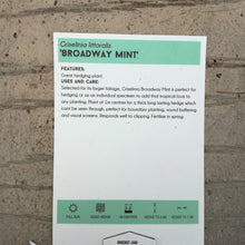 Load image into Gallery viewer, GRISELINIA BROADWAY MINT
