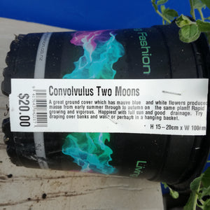 CONVOLVULUS TWO MOONS 1.5L