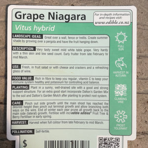 GRAPE NIAGARA 3.0L