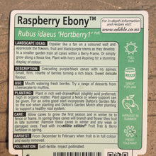 Load image into Gallery viewer, RASPBERRY EBONY 3.0L
