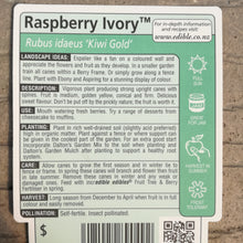 Load image into Gallery viewer, RASPBERRY IVORY 3.0L
