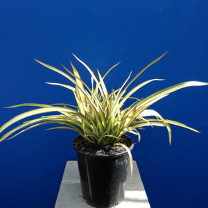 PHORMIUM CREAM DELIGHT 3.3L