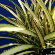 Load image into Gallery viewer, PHORMIUM CREAM DELIGHT 3.3L
