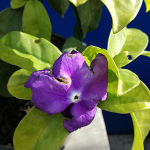 BRUNFELSIA BLUE MOON