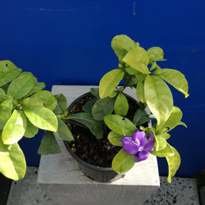 BRUNFELSIA BLUE MOON