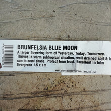 Load image into Gallery viewer, BRUNFELSIA BLUE MOON
