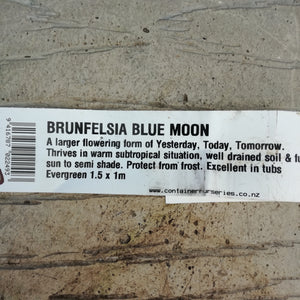 BRUNFELSIA BLUE MOON