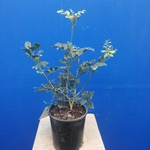 MURRAYA PANICULATA ORANGE JESSAMINE 2.0L