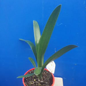 CLIVIA GRANDIFLORA 3.3L