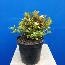 Load image into Gallery viewer, COPROSMA LEMON N LIME 2.5L
