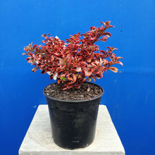 Load image into Gallery viewer, COPROSMA INFERNO 2.5L
