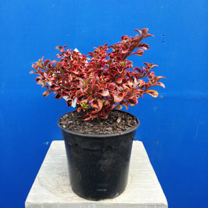 COPROSMA INFERNO 2.5L