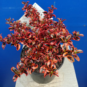 COPROSMA INFERNO 2.5L