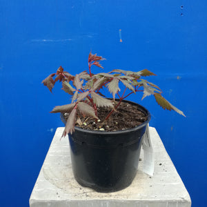 ASTILBE FANAL 2.0L