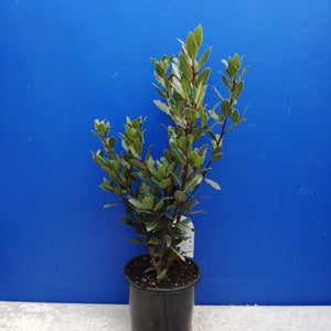 LAURUS TUSCAN TOWER 4.5L