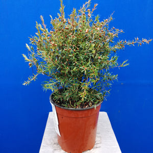 LEPTOSPERMUM OUTRAGEOUS 3.5L