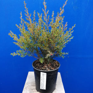 LEPTOSPERMUM TICKLED PINK 3.3L