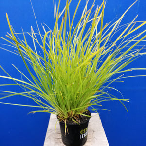 LOMANDRA DALLIANCE 1.5L