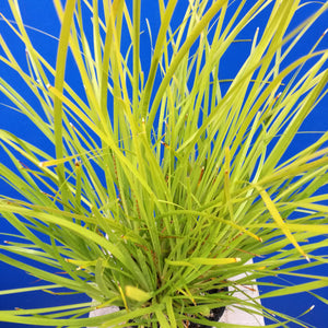 LOMANDRA DALLIANCE 1.5L