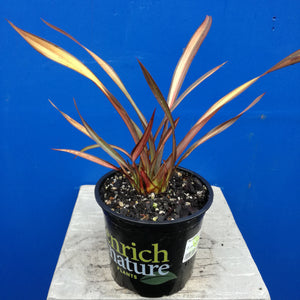 PHORMIUM VENEER 3.5L