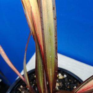 PHORMIUM VENEER 3.5L