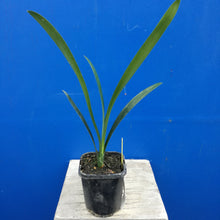 Load image into Gallery viewer, CLIVIA MINIATA YELLOW 2.5L
