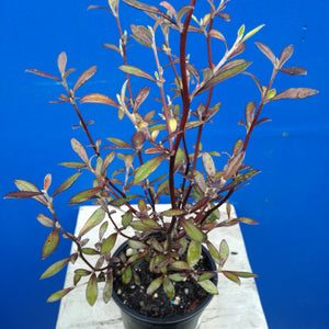 COROKIA BRONZE KING