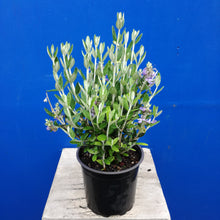 Load image into Gallery viewer, TEUCRIUM PLATINUM BABY
