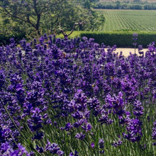 Load image into Gallery viewer, LAVENDER ENGLISH PACIFIC BLUE 1.5L
