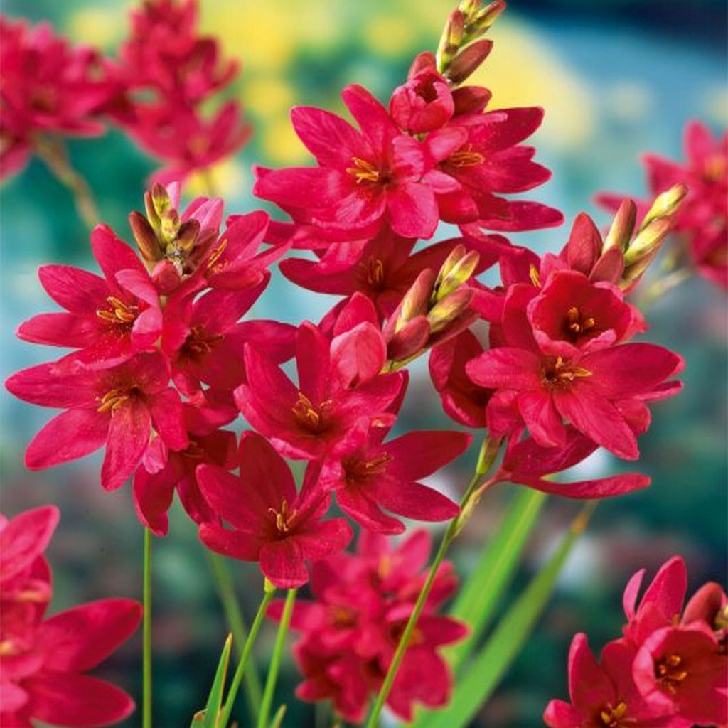 IXIA VENUS 10PK