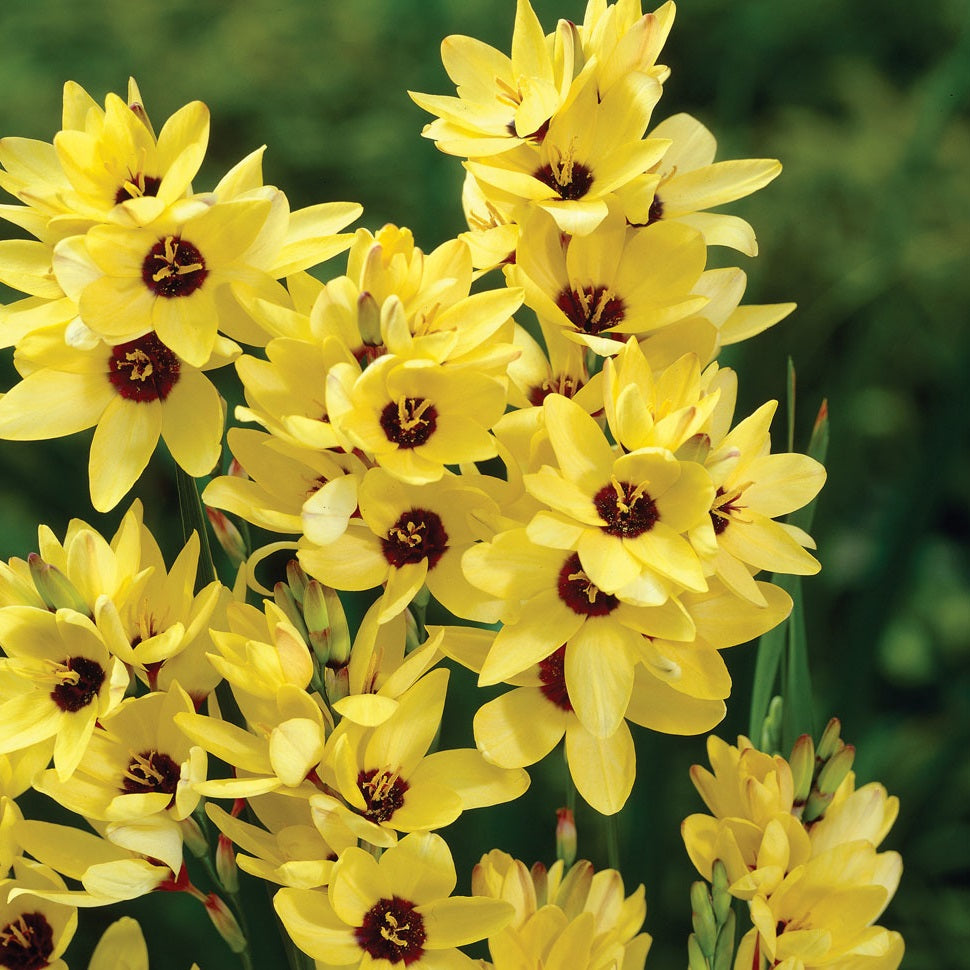 IXIA YELLOW GIANT 10PK