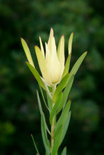 Load image into Gallery viewer, LEUCADENDRON INCA GOLD 1.5L
