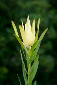 LEUCADENDRON INCA GOLD 1.5L