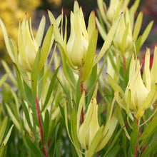 Load image into Gallery viewer, LEUCADENDRON INCA GOLD 1.5L
