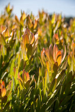 Load image into Gallery viewer, LEUCADENDRON INCA GOLD 1.5L
