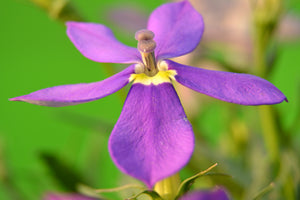 ISOTOMA GLOWING VIOLET 17CM