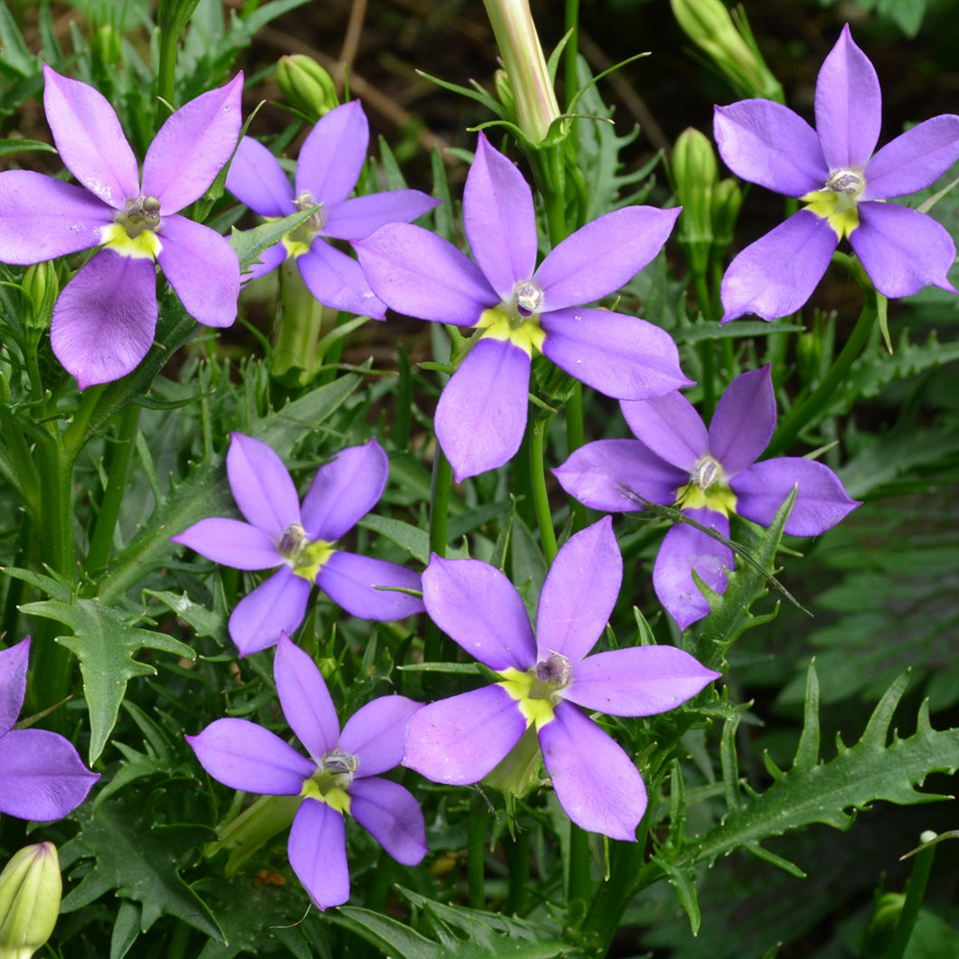 ISOTOMA GLOWING VIOLET 17CM