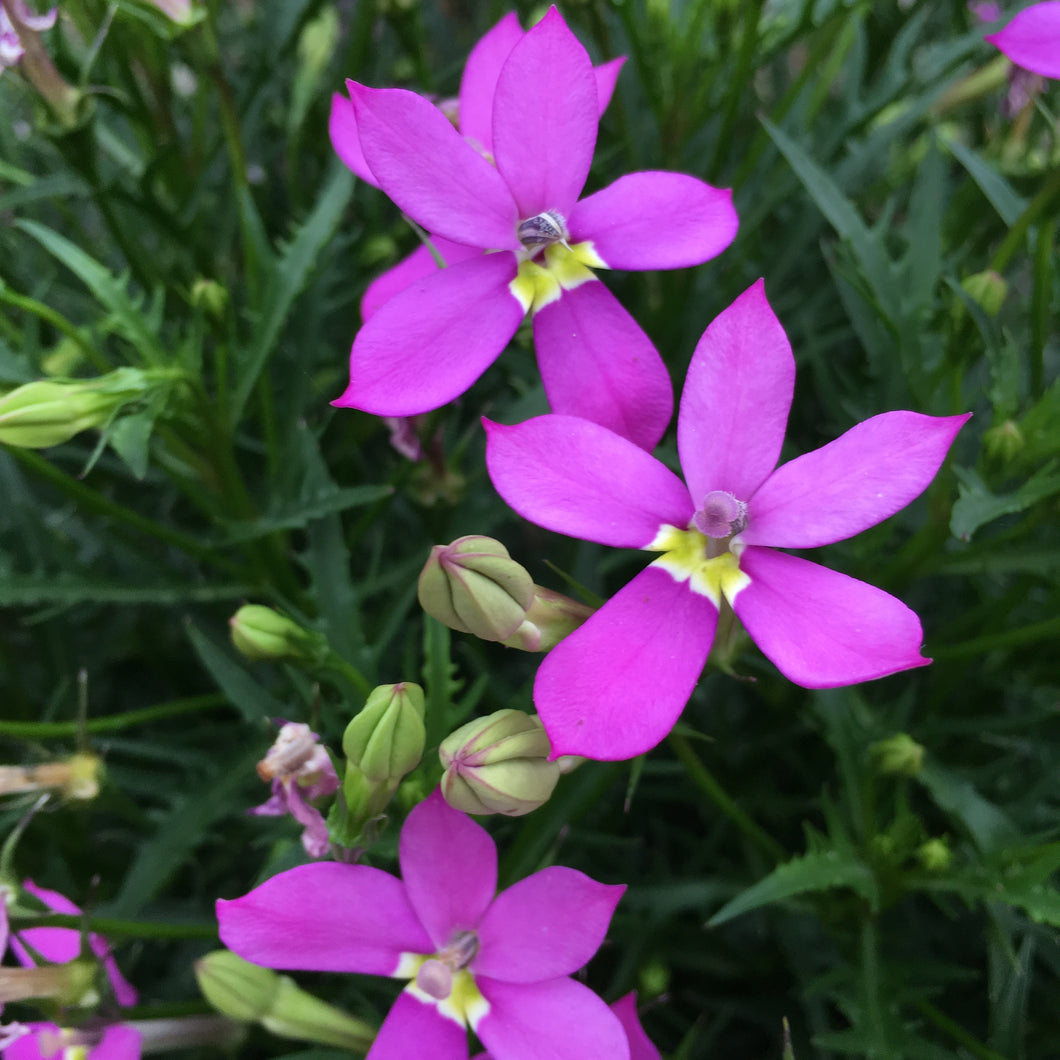 ISOTOMA GLOWING PRETTY IN PINK 17CM